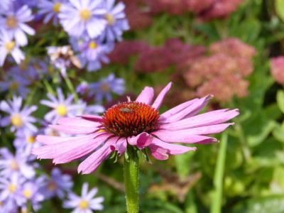 2016-10-08 Echinacea.jpg