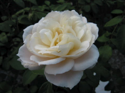 Lions_Rose_06.jpg