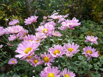 2016-10-08 Chrysanthemum vermutlich 'Rosalinde'.jpg