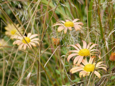2016-10-08 Gartenimpressionen 3.jpg