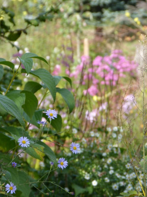 2016-10-08 Gartenimpressionen 1.jpg