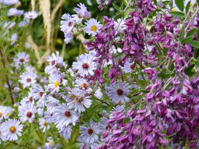2016-10-08 Gartenimpressionen 2.jpg