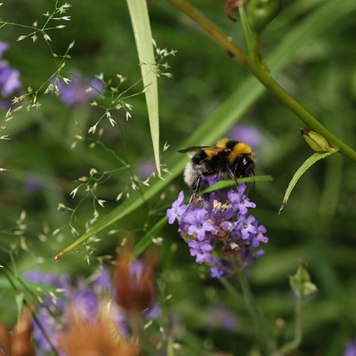 Sommersummen_5894.jpg