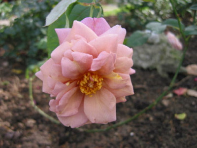 Lavender_Pinocchio_Okt_06.jpg