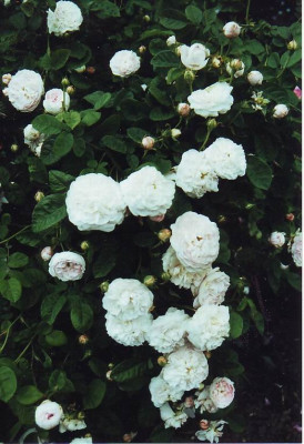 Triomphe_de_Flore_gall..jpg