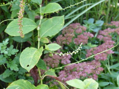 2016-10-06 Persicaria filiformis 'Alba'.jpg
