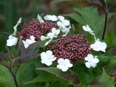 2016-05-24 Viburnum sargentii 'Onondaga'.jpg