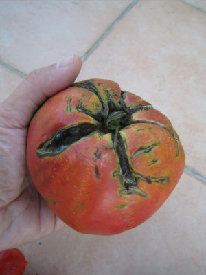 dicke_tomate.jpg.jpg