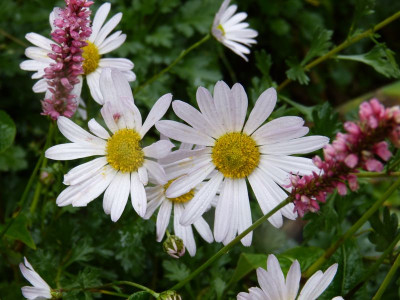 2016-10-09 Chrysanthemum arcticum 'Roseum'.jpg