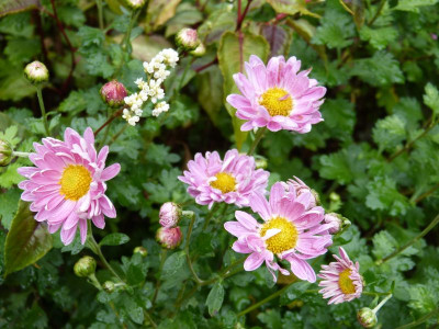 2016-10-09 Chrysanthemum 'Herbstsonate'.jpg