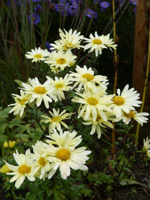 2016-10-09 Chrysanthemum 'Lichtkuppel'.jpg