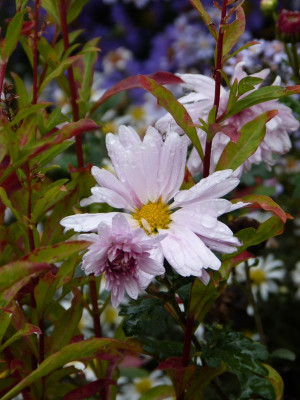 2016-10-09 Chrysanthemum 'Tina'.jpg