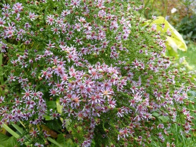 2016-10-09 Aster vimineus 'Lovely'.jpg