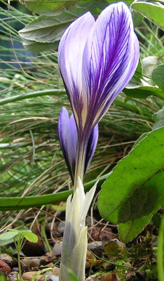 Crocus_cancellatus.jpg
