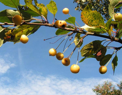 Malus_floribunda_11Uhr15.jpg