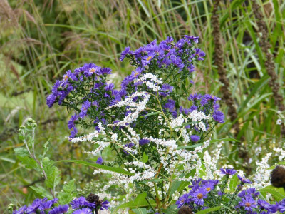 2016-10-09 Gartenimpressionen 1.jpg