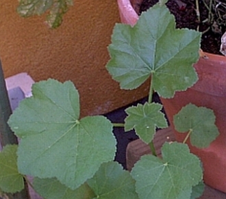 LavateraMauretanica.jpg