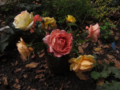 oktoberrosen2.img.JPG