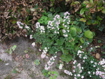 aster lateriflorus slg.jpg