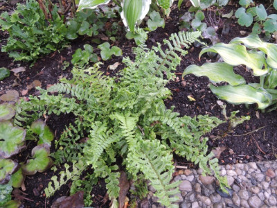 DSCN2177_1776.JPG