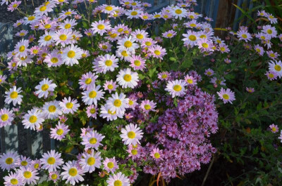 Chrysanthemum-Hebe.15-1.jpg