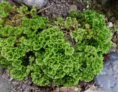 Selaginella apoda I ...  6.10.16 012.jpg