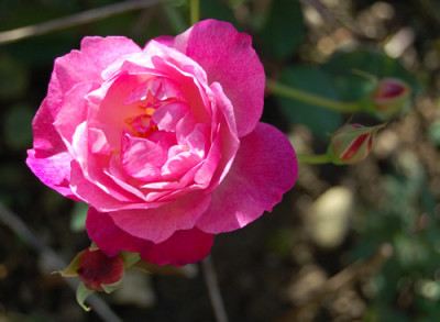 Sophies_Perpetual_RH_0096_92.jpg