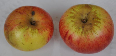 Winterzitronenapfel_beiBitter_drauf.jpg