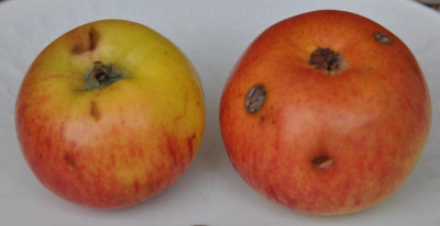 Winterzitronenapfel_beiBitter_drunter.jpg