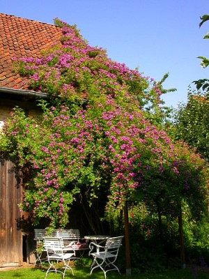 veilchenbaum3_1.jpg