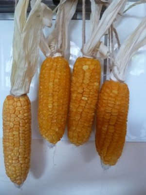 ernte_161005.jpg