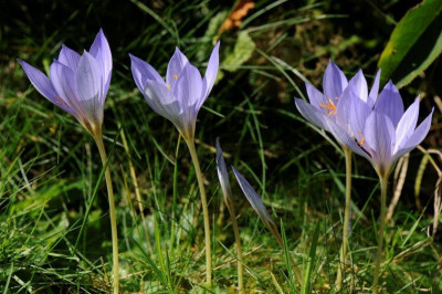 Crocus speciosus 20161009 (2).jpg