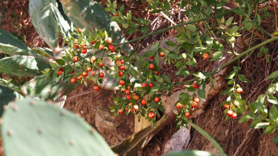 Ruscus aculeatus P9250285.JPG