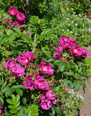 Rose-MojeHammarberg-15-3.jpg