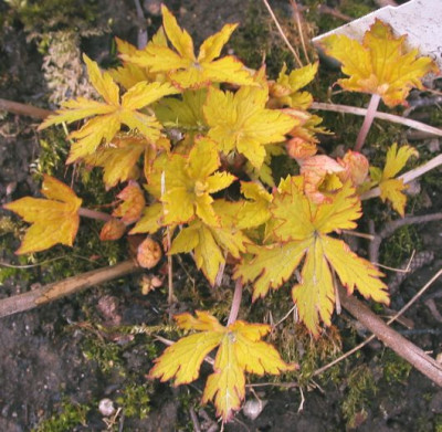 Geranium_Ann_Folkard_40011.jpg
