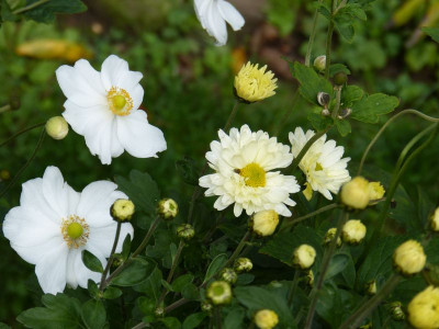 2016-10-10 Chrysanthemum 'Poesie'.jpg
