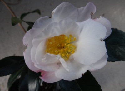 DSC03796.jpg