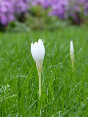 2016-10-10 Crocus speciosus 'Albus' 1.jpg