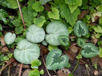 2016-10-10 Cyclamen 1.jpg