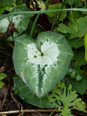 2016-10-10 Cyclamen 2.jpg