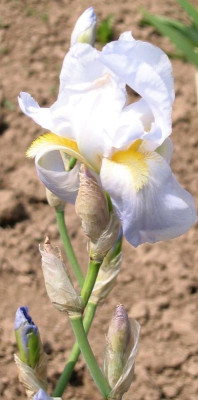 Iris pallida ex Leotar 1, copyright Milan Blazek.jpg
