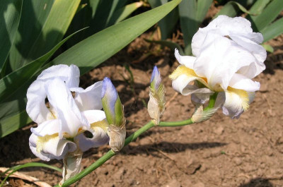 Iris pallida ex Leotar 2, copyright Milan Blazek.jpg