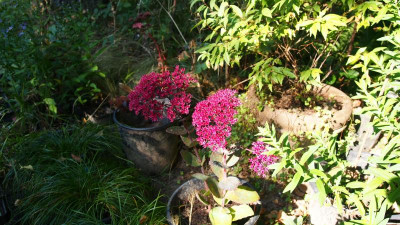 Sedum telephium 'Thunderhead' P9140016.JPG