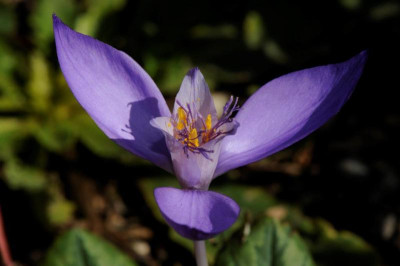 Crocus banaticus 20161009 (12).jpg