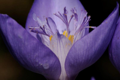 Crocus banaticus 20161009 (11).jpg