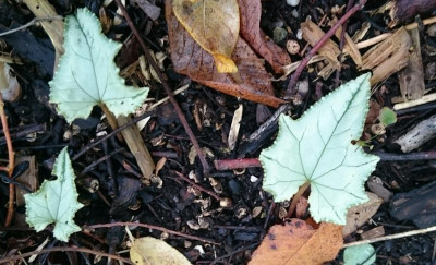 _20161011_141655.JPG