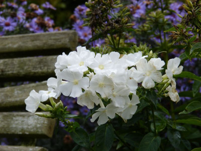 2016-10-11 Phlox.jpg