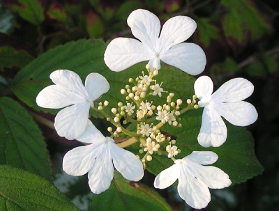 Viburnum_Watanabe_26_10_06.jpg