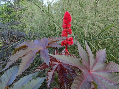 Ricinus communis Samen.JPG