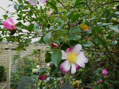 Camellia sasanqua  ... 7.10.16 020.jpg